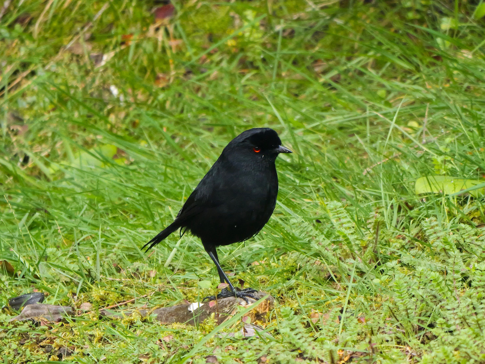 image Lesser Melampitta